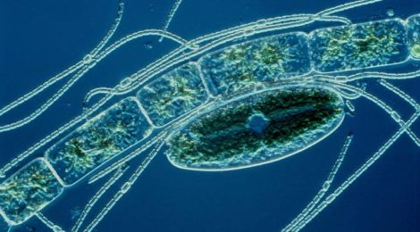 cyanobacter ocean life