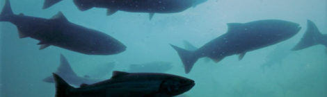 salmon in fishway