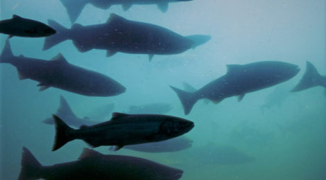 salmon in fishway