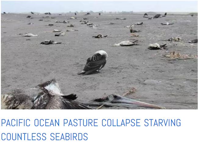 seabirds starving