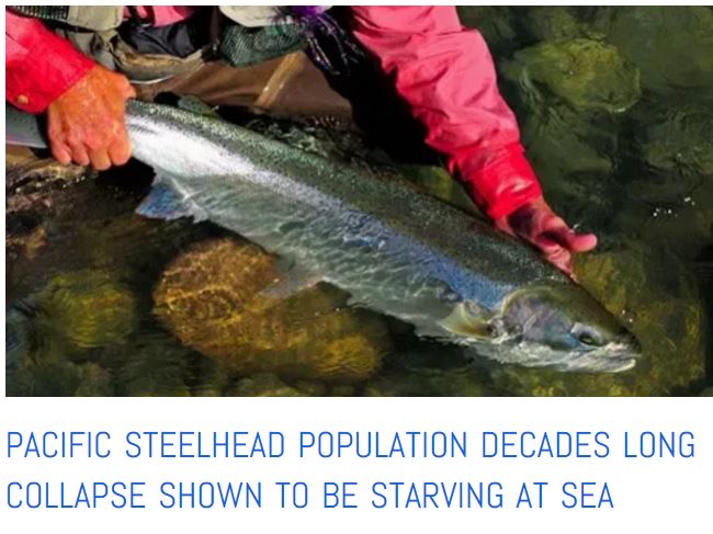 Steelhead starving at sea story
