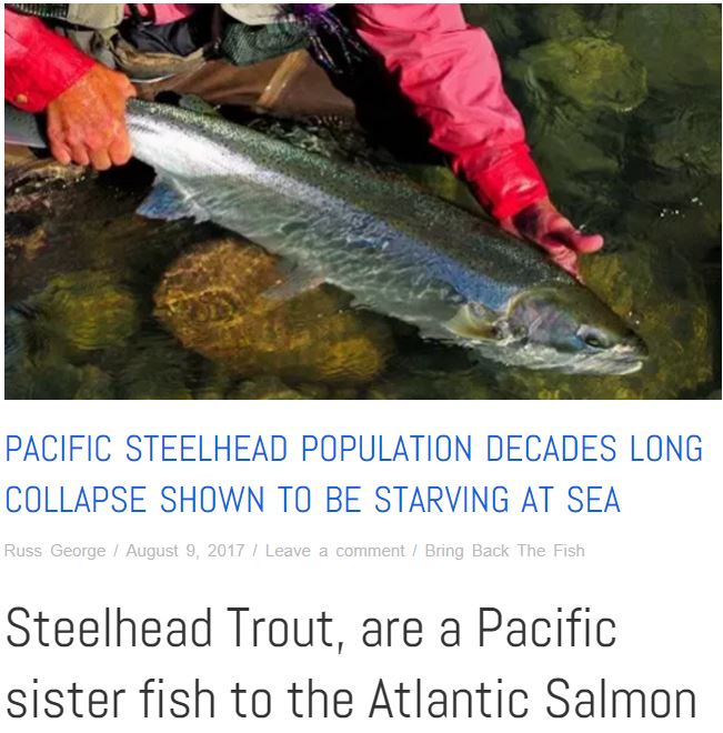 steelhead sister to Atlantic salmon