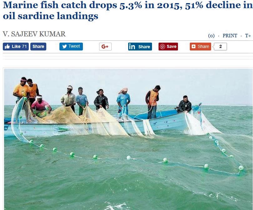 India Sardine collapse