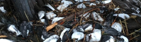 alaska seabirds dying