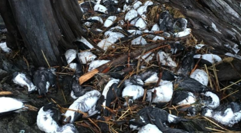 alaska seabirds dying