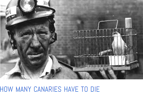 how many canaries must die