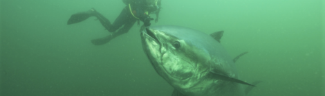 bluefin tuna being hand fed