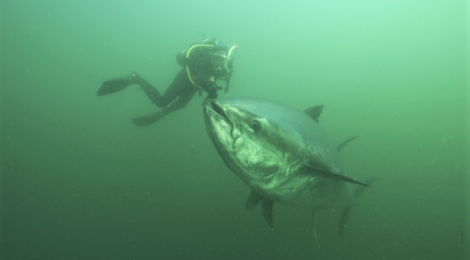 bluefin tuna being hand fed