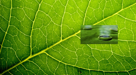 leaf and stomata