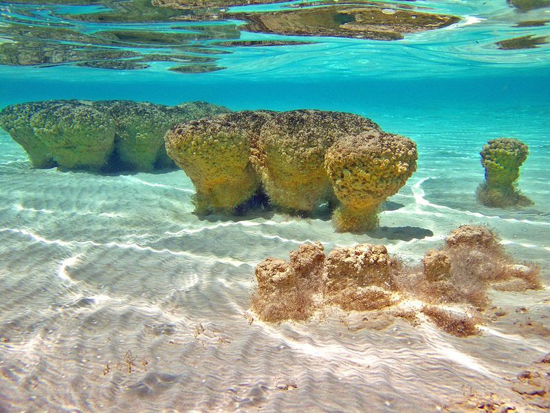 Stromatolites harbour ancient life