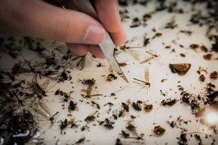 German insect decline study collection