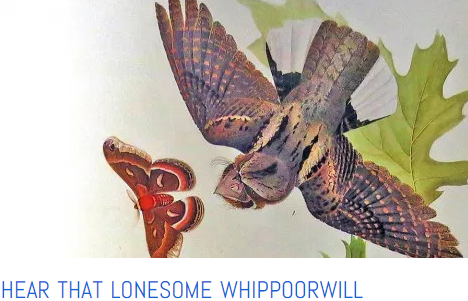 lonesome whippoorwill