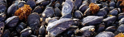 Tatoosh mussels