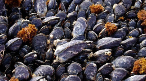 Tatoosh mussels