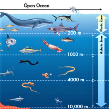 Ocean Oxygen profile