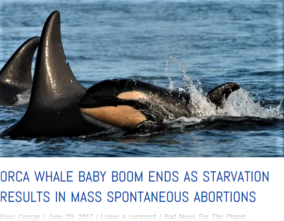 orca baby boom ends