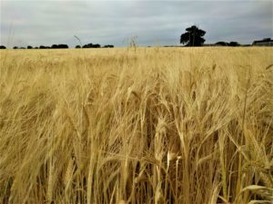 fields of gold barley