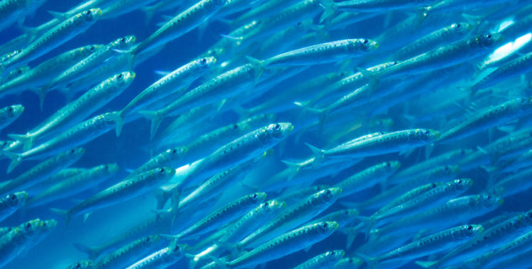 Pacific Sardines 98% Missing In Action