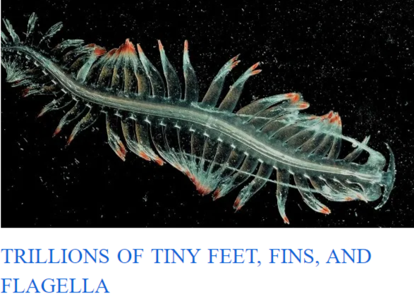 trillions of tiny feet, fins, flippers