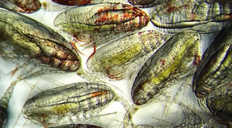 copepods and ocean carbon