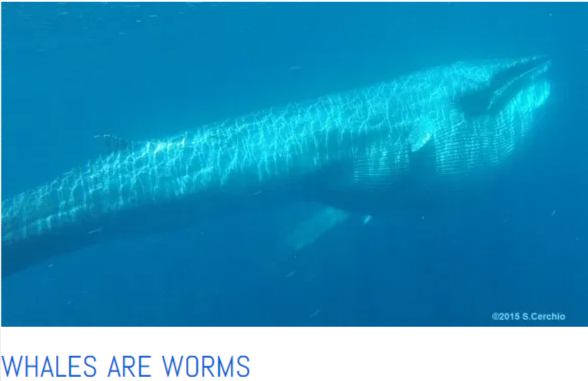 Whales are worms