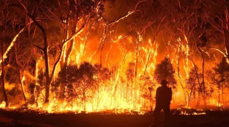 Aus Fires followed by Nature Miracle