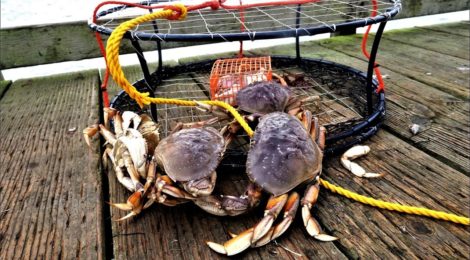 Dungeness crabs are melting