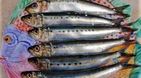 sardines on a plate