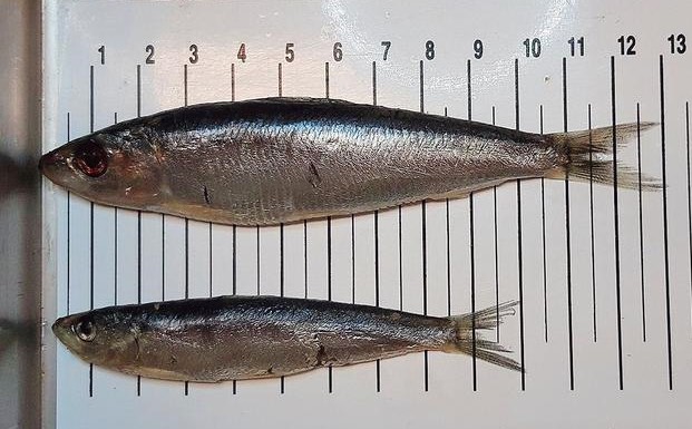 shrinking sardines