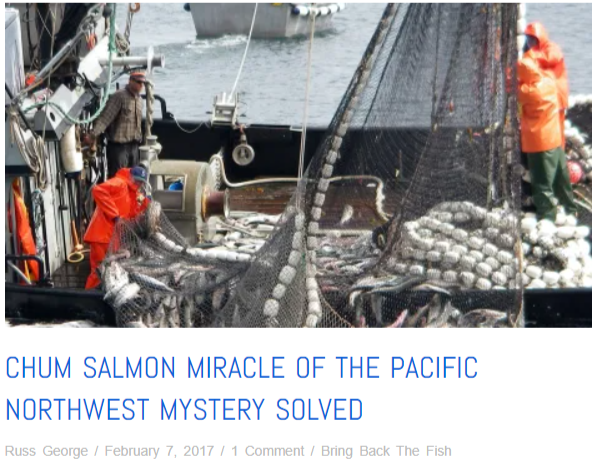 Chum salmon miracle