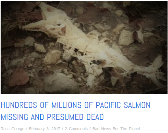 hundreds of millions of pacific salmon missing