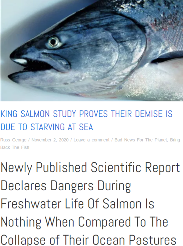 Salmon are starving at sea