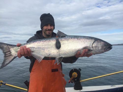 King salmon with satellite tag