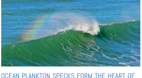 At the heart of every raindrop is a tiny speck of plankton