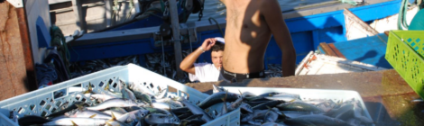 sardine fishing pPortugal