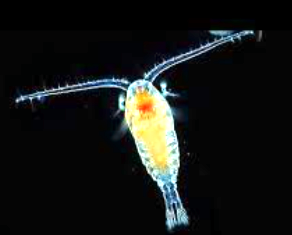 copepod