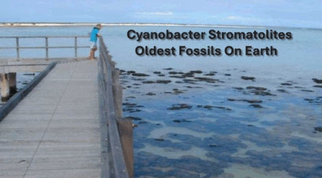 Original life on Earth