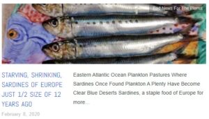 Sardine collapse 2020