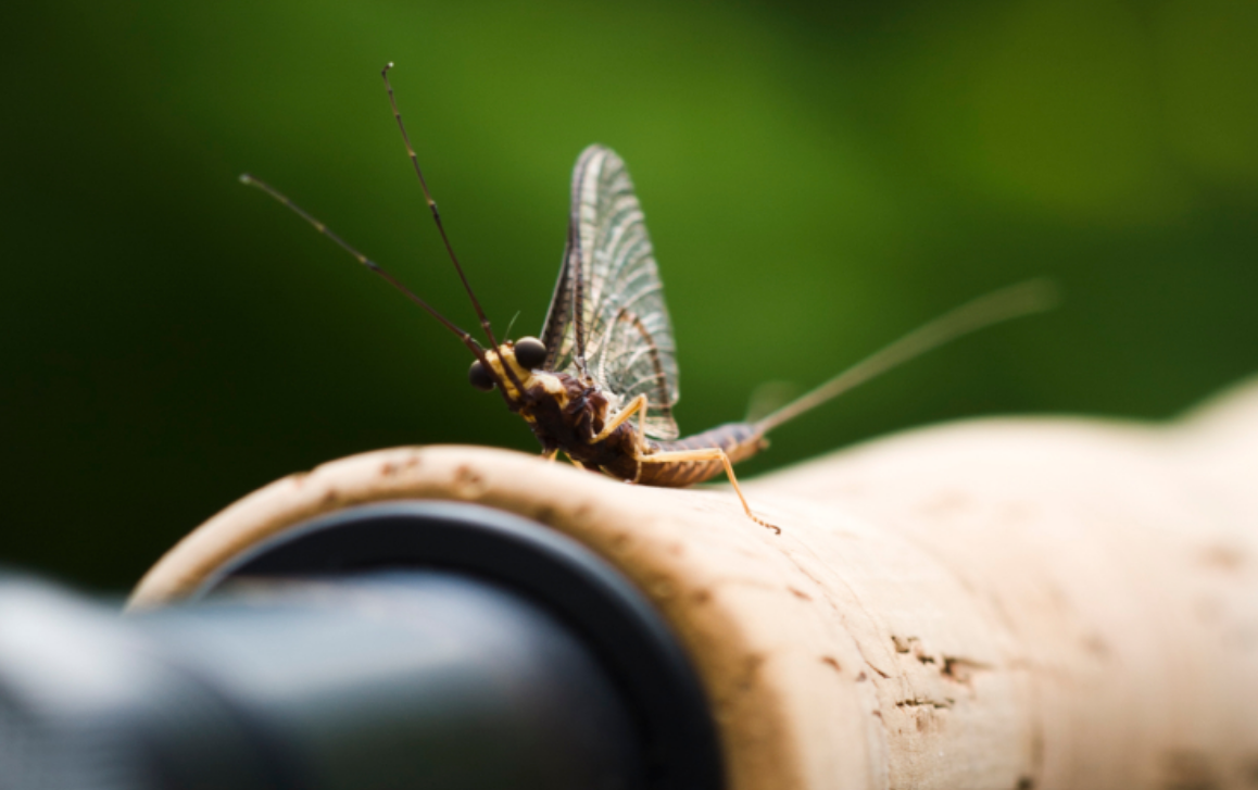 Grams Spring Fly In The Fly Fisherman's Silent Spring - Russ George